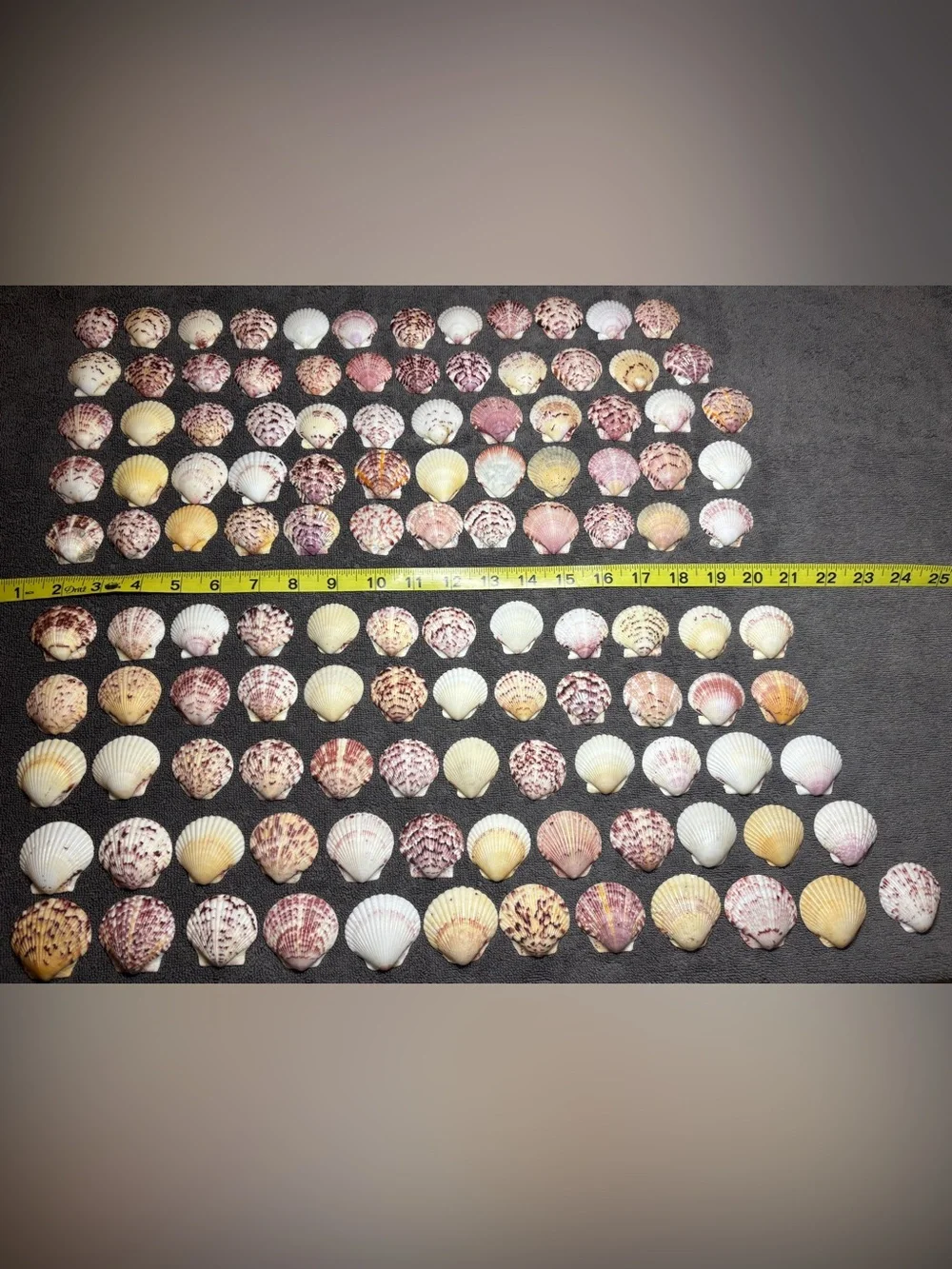 120 - Sanibel Island Scallop Seashell Collection.  Great for crafters!!